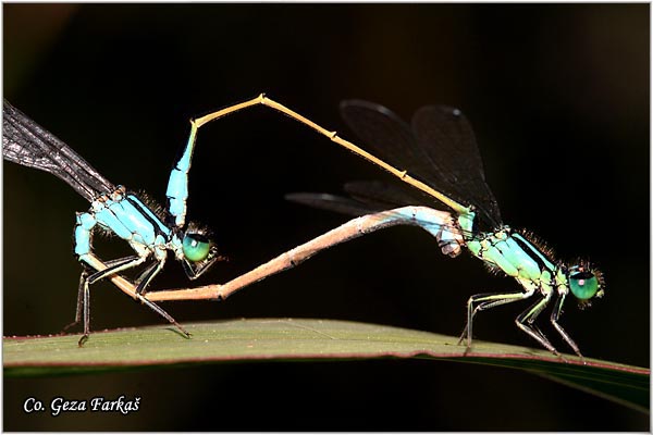 17_blue-tailed _damselfly.jpg - Blue-tailed Damselfly,  Ischnura elegans, Location - Mesto: Fruka gora, serbia